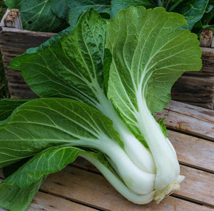 Pak Choi, White