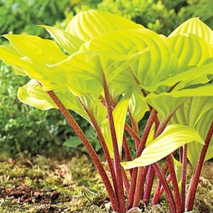 Hosta, Fire Island