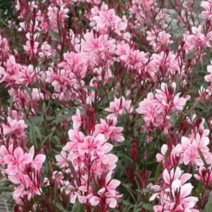 Gaura