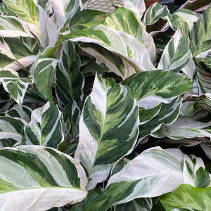 Calathea Fusion White