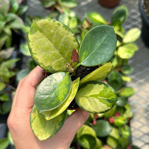 Hoya Australis Lisa