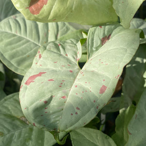 Syngonium Milk Confetti