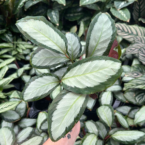 Calathea Picturata