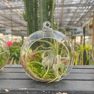 Airplant in Luna Orb Terrarium