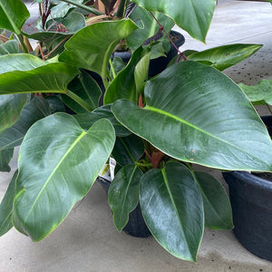 Philodendron Green Princess