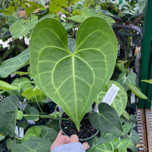 Anthurium Pterodactyl