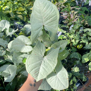 Syngonium Milk Confetti