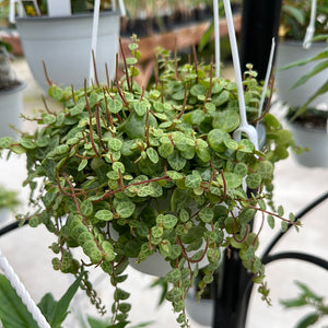 String of Turtles Hanging Basket