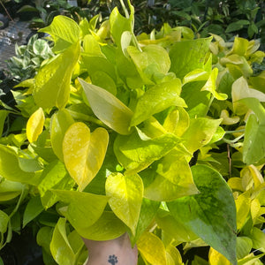 Pothos Neon