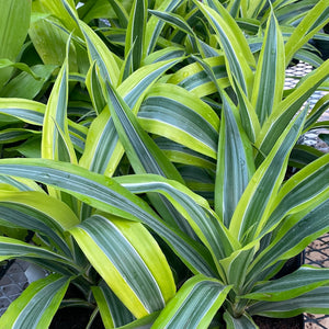 Dracaena Lemon Lime