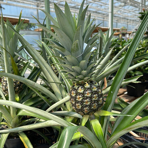Ananas Pineapple Plant
