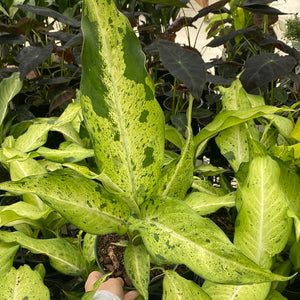 Dieffenbachia Camouflage