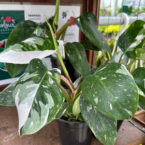 Philodendron White Princess