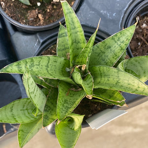 Sansevieria Tough Lady