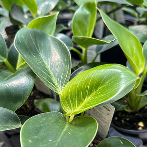 Philodendron Birkin