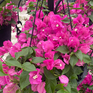 Bougainvillea Hanging Basket