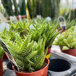 Aloe, Assorted