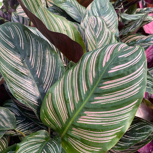 Calathea Ornata