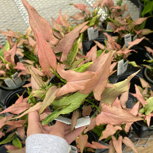 Syngonium Mickey
