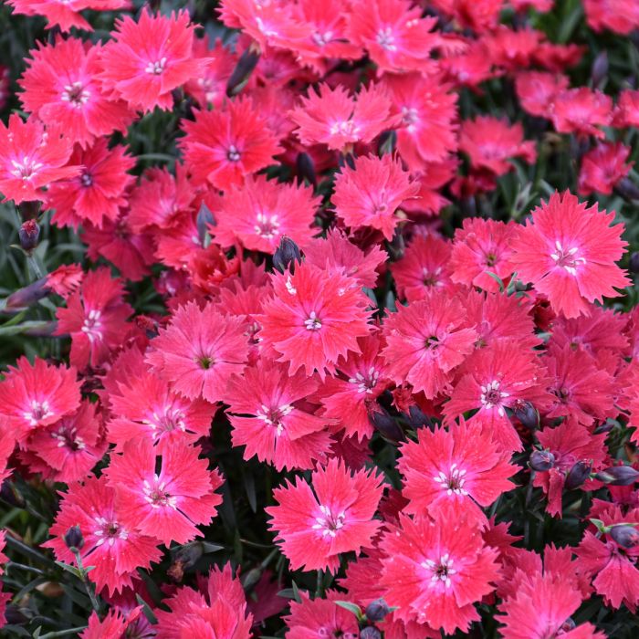 Dianthus, Cherry Charm