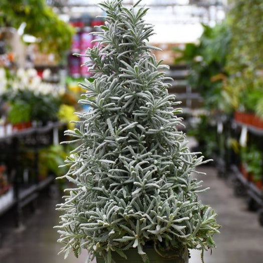 Lavender Christmas Tree