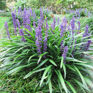 Liriope, Big Blue
