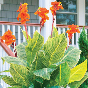 Canna Lilies, Cannova Series