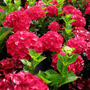 Hydrangea Magical Ruby Red