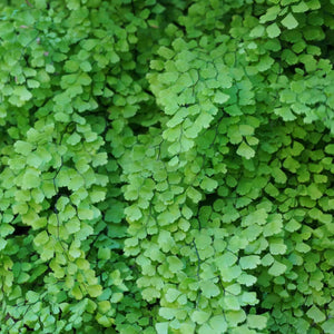Fern, Maidenhair