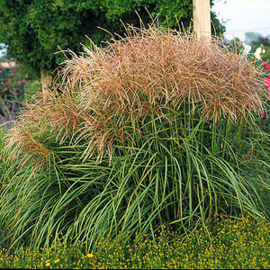 Miscanthus, Huron Sunrise