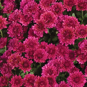 Fall Mum, Cheryl Regal Purple