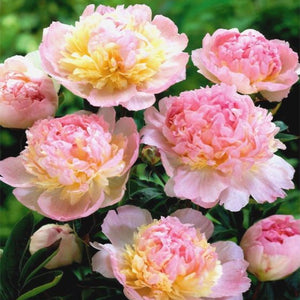 Paeonia, Raspberry Sundae