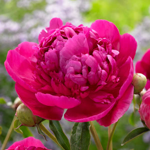 Paeonia, Felix Crousse