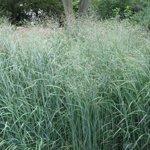Panicum, Prairie Sky