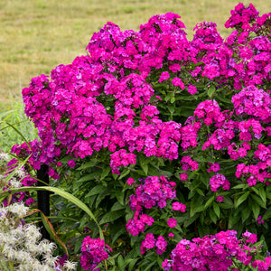 Phlox, Ultraviolet