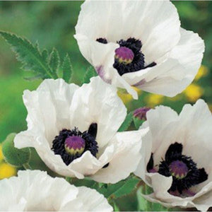 Papaver, Poppy