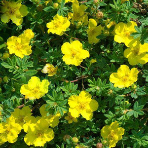 Potentilla, Gold Star