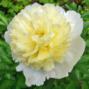 Paeonia, Primavere
