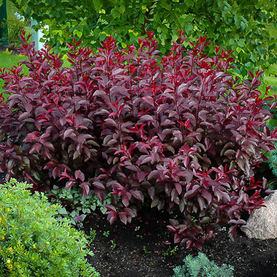 Sandcherry, Purpleleaf