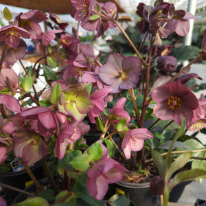 Helleborus