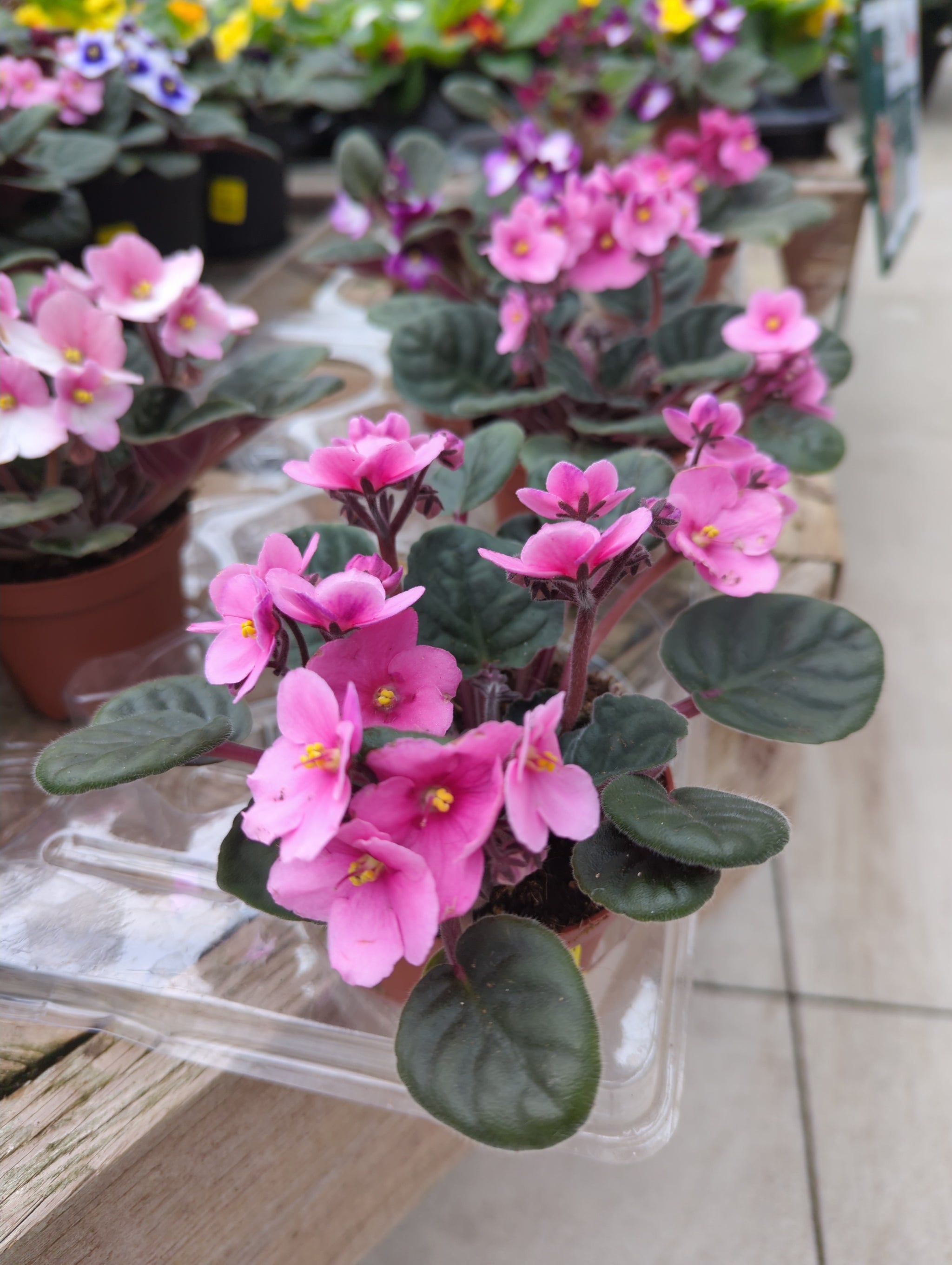 African Violet