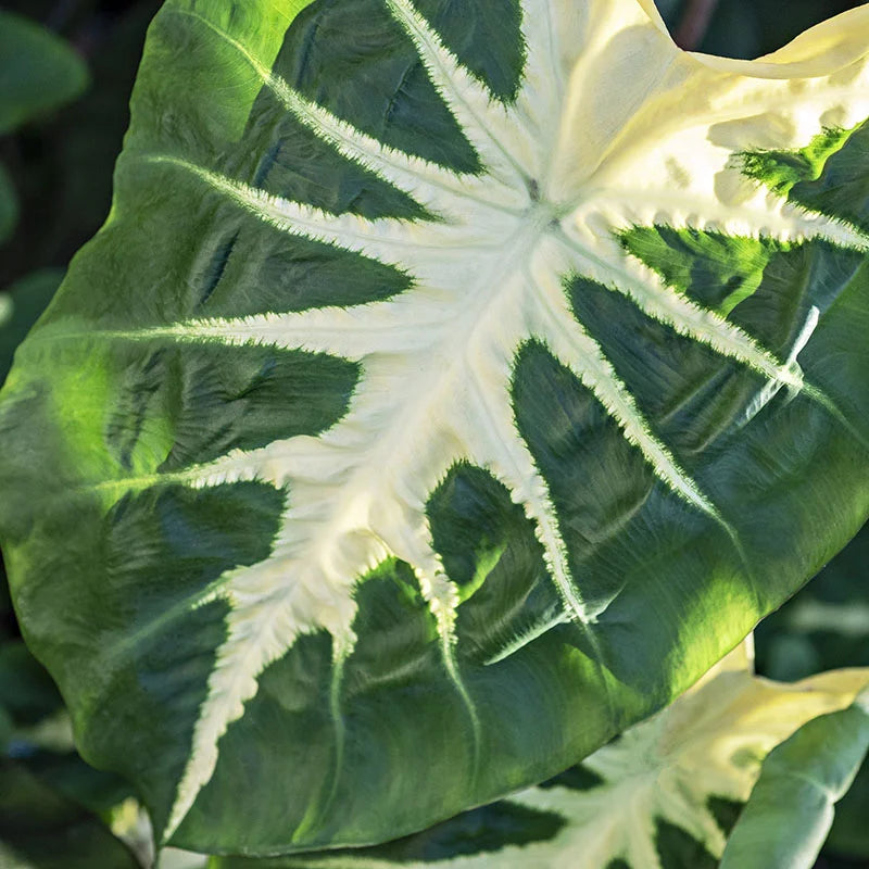 Colocasia, Royal Hawaiian White Lava