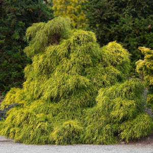 False Cypress, Gold Mops Threadleaf