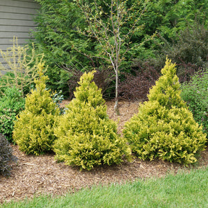 False Cypress, Soft Serve