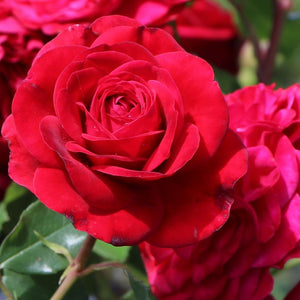 Roses, Climbing