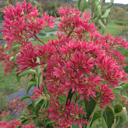 Heptacodium, Temple of Bloom