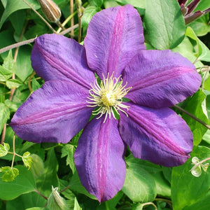Clematis