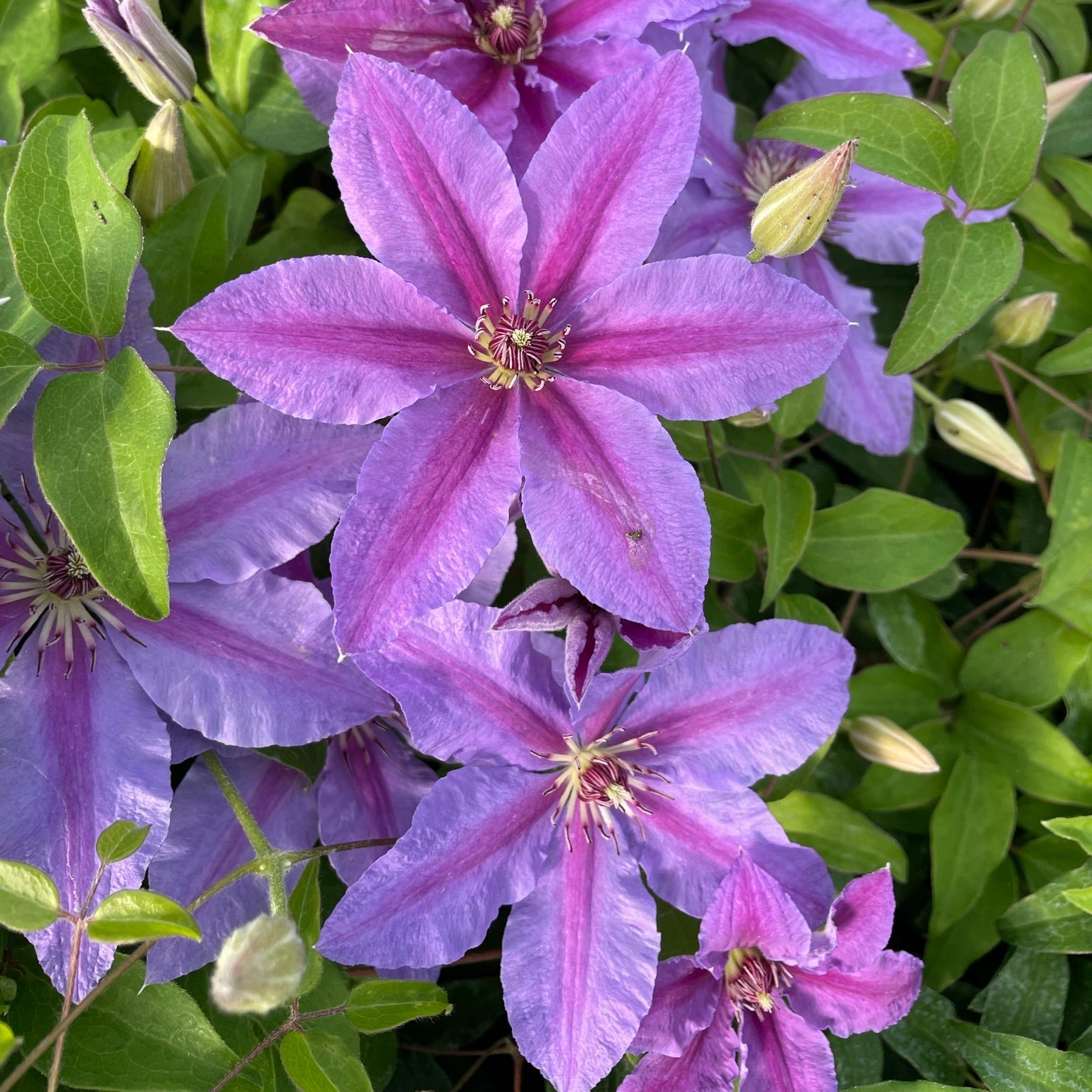 Clematis, Tumaini