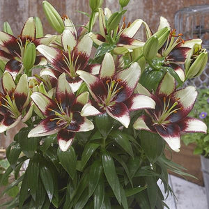 Lily FantAsiatic Hot-Spot White