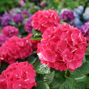 Hydrangea, Wee Bit Giddy